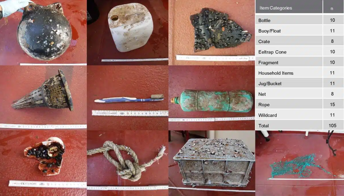 Pacific Garbage Patch Now Hosts Thriving Marine Life - Image 4