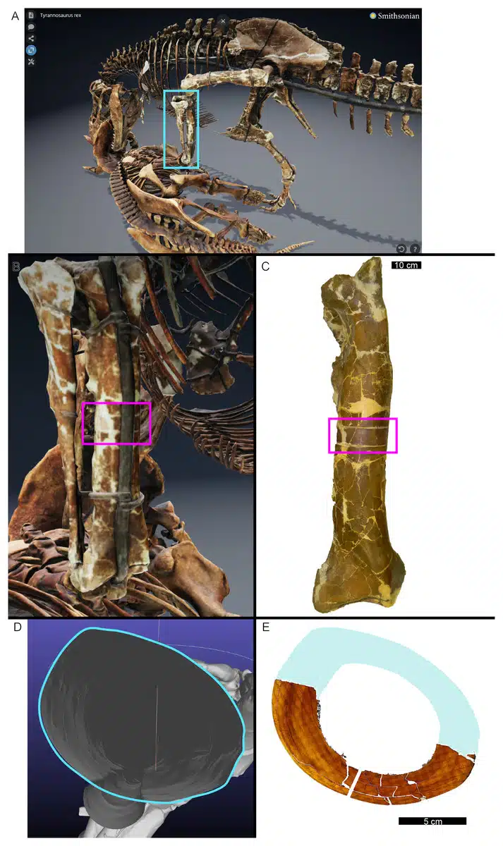 T. Rex Took 40 Years to Grow, Scientists Discover - Image 3