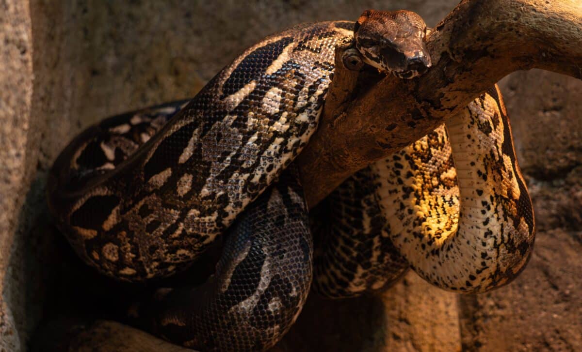 Giant 15-Meter Snake Fossil Found in India Coal Mine