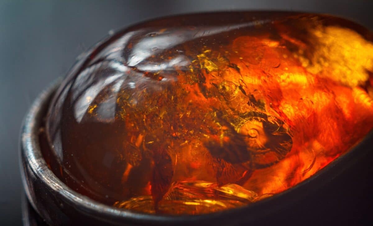 Microscopic amber fossil showing prehistoric bug with unusual crab-like claws on front legs