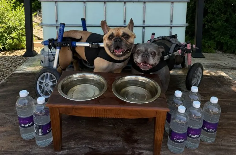 Disabled Rescue Dogs Get Oxygen Water During UK Heatwave - Image 2
