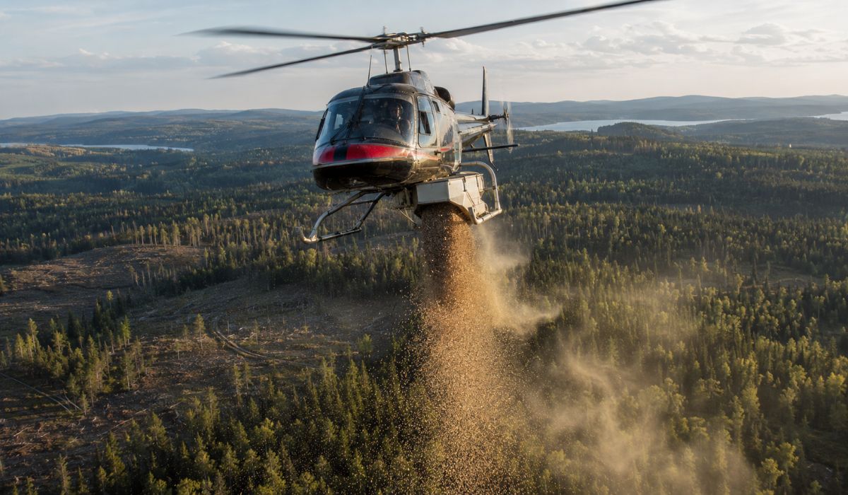 Minnesota Drops Pine Seeds From Helicopters in 19 Forests