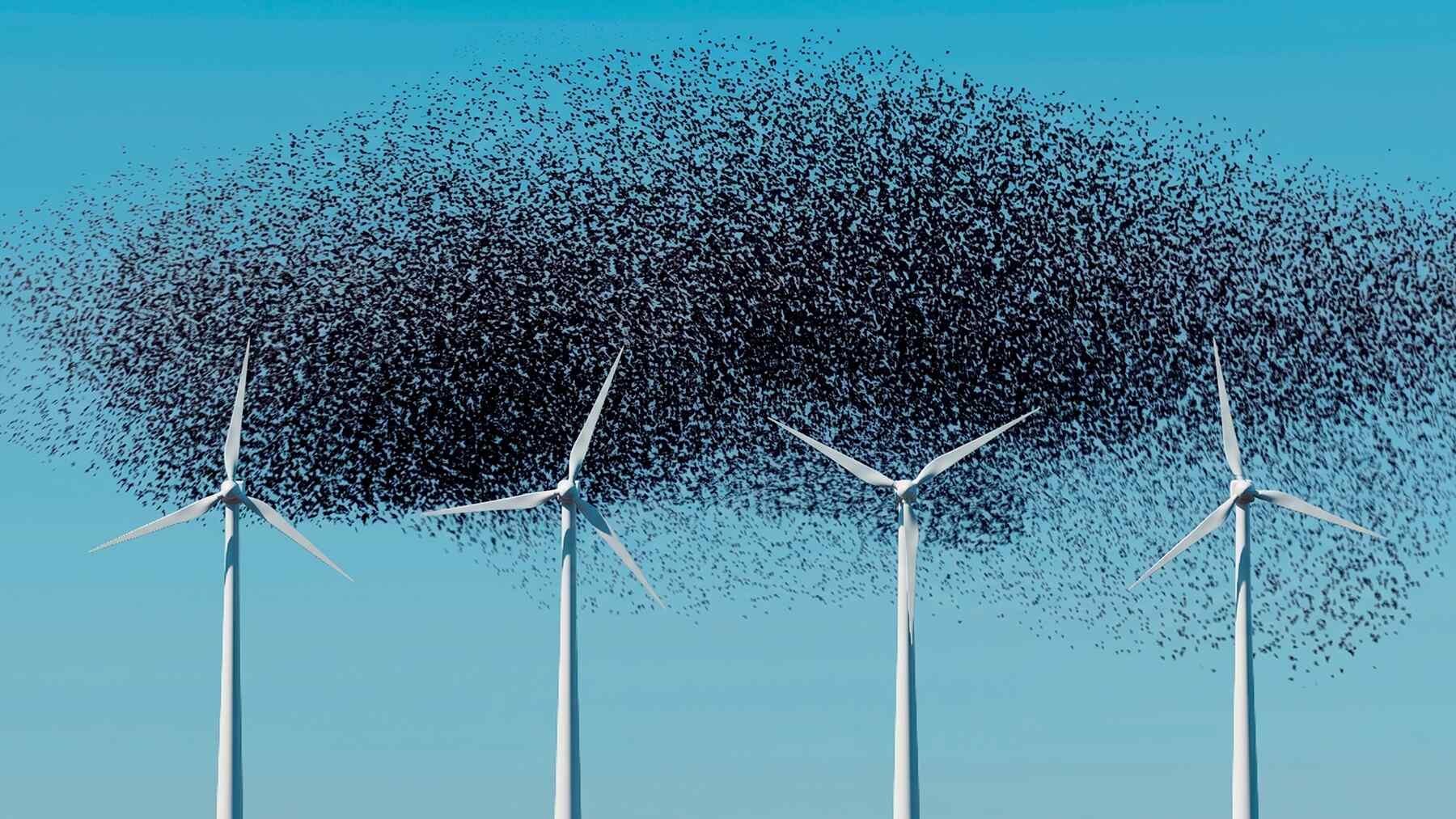 60,000 Seabirds Turn Belgian Wind Farm Into Feeding Haven