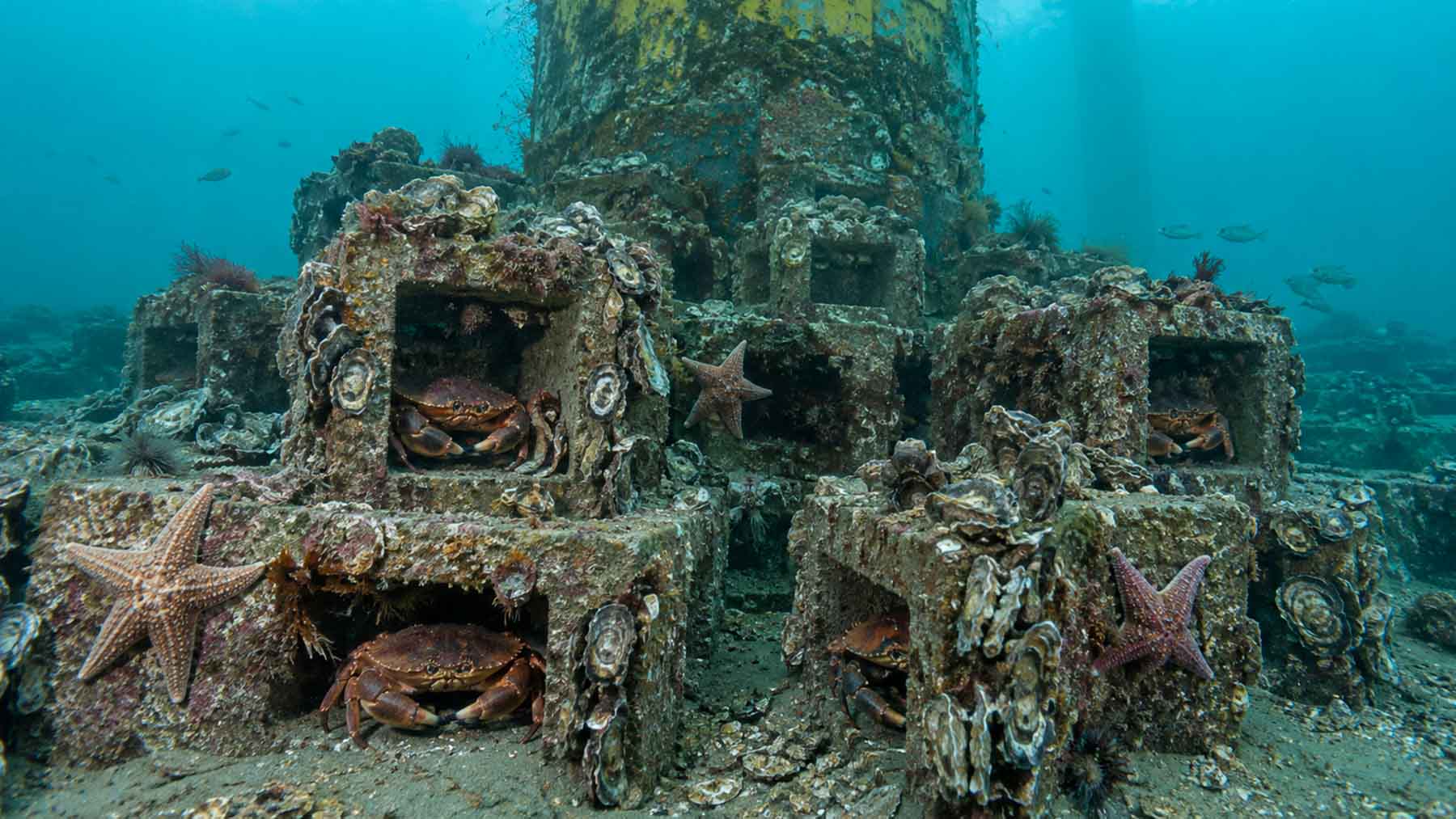 Underwater concrete reef cubes surrounding offshore wind turbine foundation with marine life