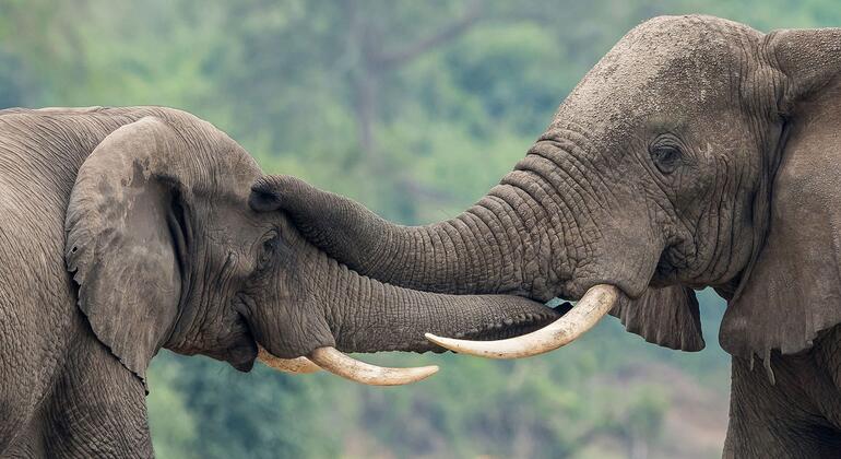 Uganda Lab Turns Ivory Seizures Into Wildlife Crime Convictions