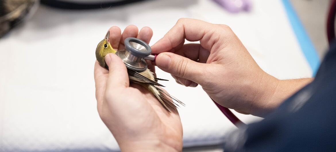 NYC Sees 1 Million Birds Overhead Each Night This Spring - Image 3