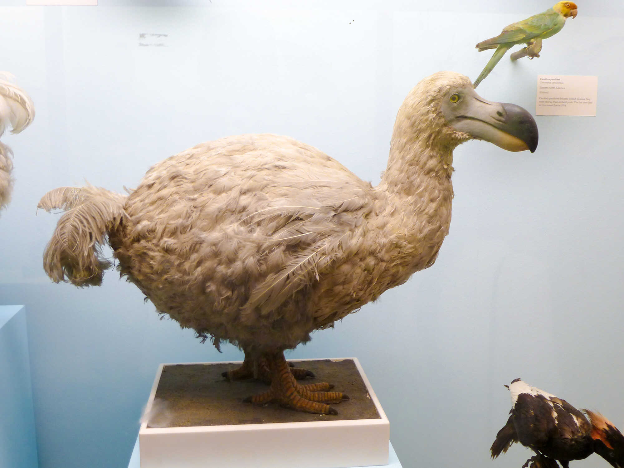 AI Finds 2,300 Genes That Could Bring Back the Dodo