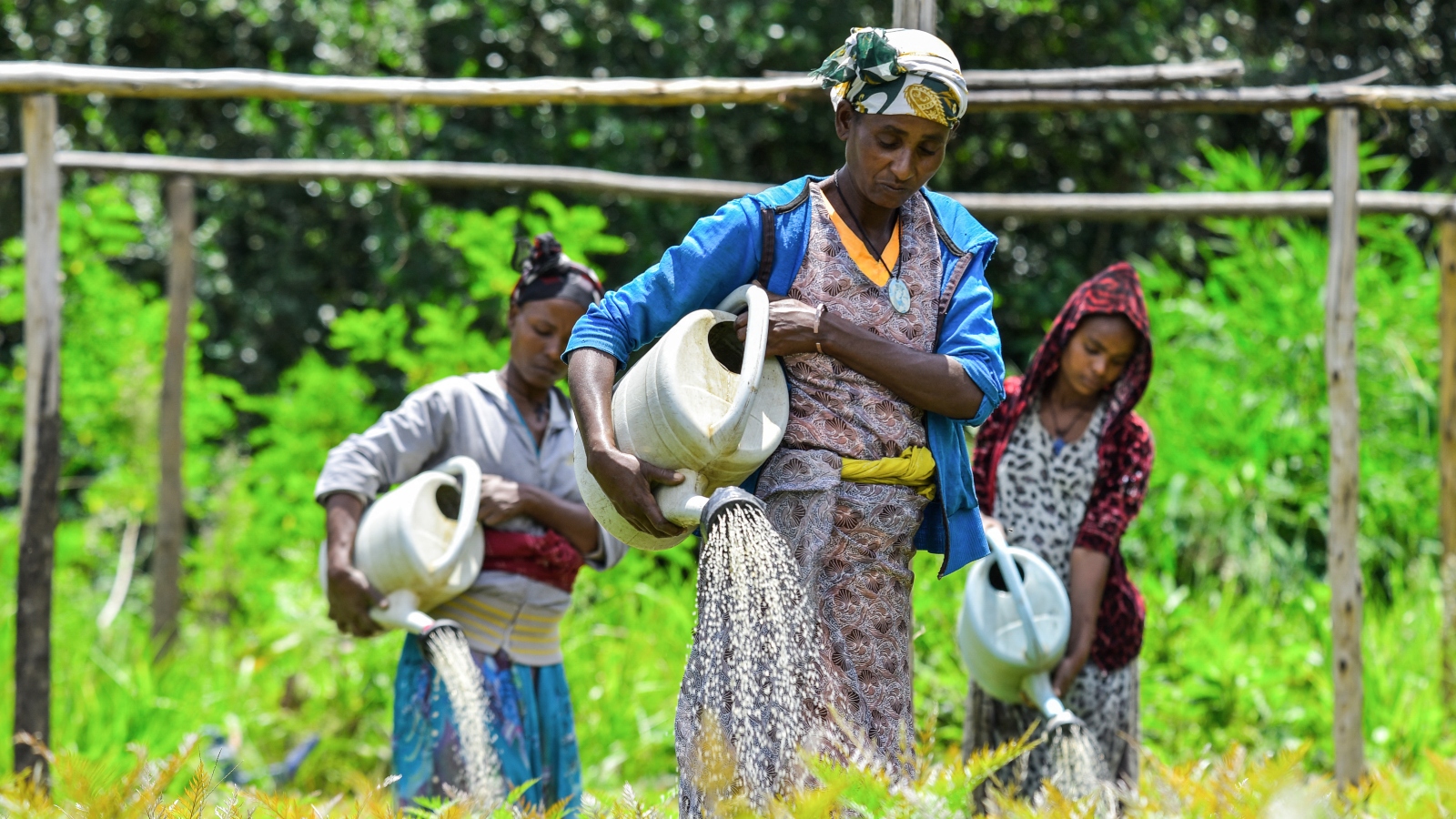 Volunteers in Ethiopia plant tree seedlings on hillside during nationwide reforestation campaign