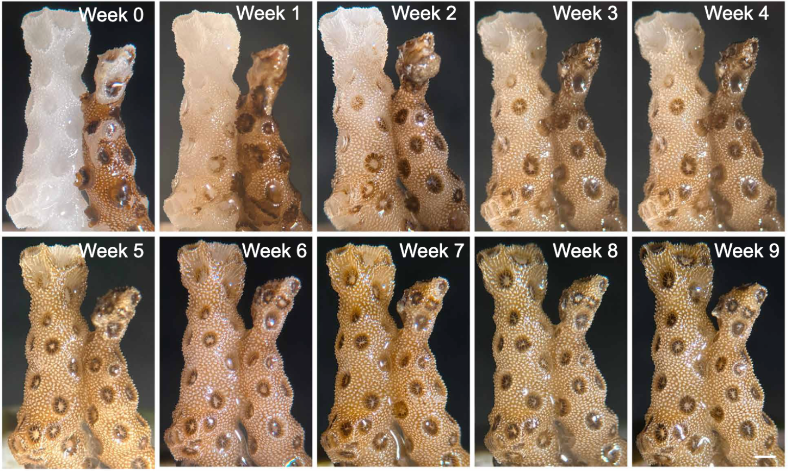 Stanford Scientists Revive Dying Coral With Simple Touch