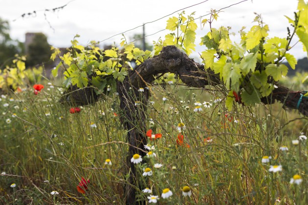 Spanish Winery Cuts Emissions 47% in Climate Fight