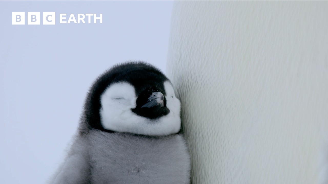 Baby Penguin Takes First Steps Under Dad's Watchful Eye