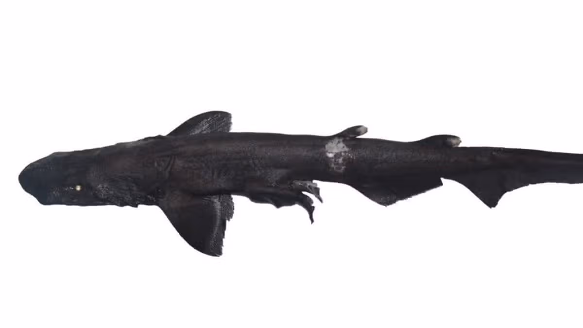 Scientists Find 'Shadow Shark' With Glowing White Eyes