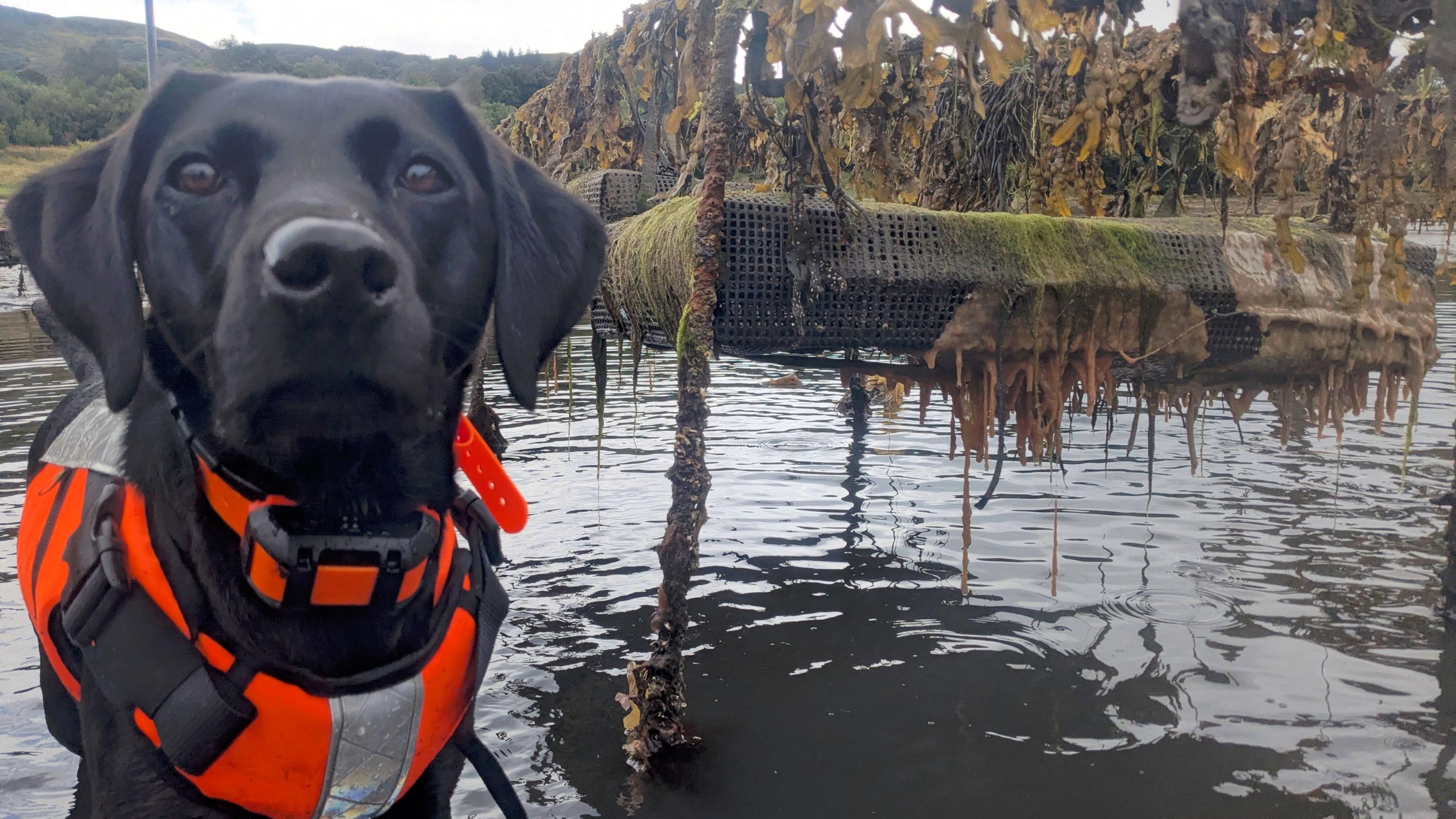 Scottish Dog Sniffs Out Invasive 'Sea Vomit' on Beaches - Image 2