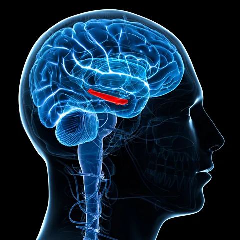 10 Minutes of Exercise Boosts Memory, Scientists Find - Image 3