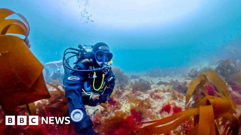 Scientist Solves 40-Year Mystery of Pink-Striped Seaweed