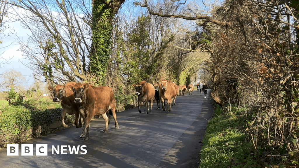 Group of volunteers in muddy field helping guide Jersey dairy cows down rural road