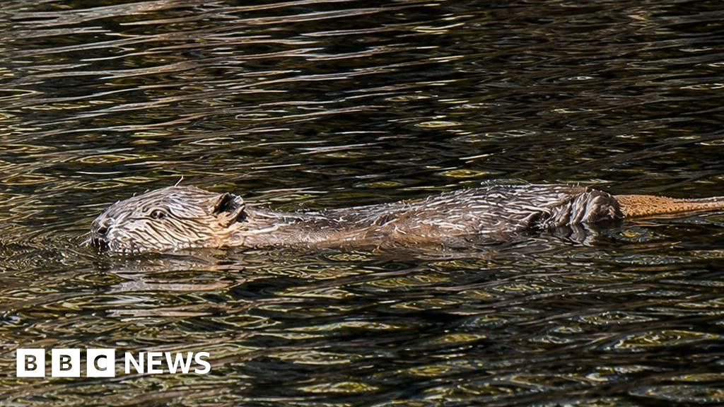 Beavers Fight Drought in England, One Dam at a Time