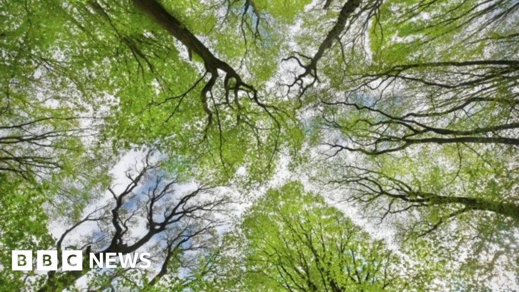 Young trees planted in rows across green farmland in Cornwall, England countryside