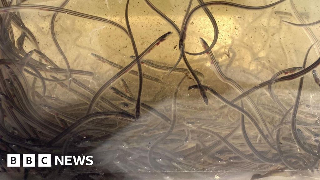 Translucent glass eels swimming in clear water during their Atlantic Ocean migration journey
