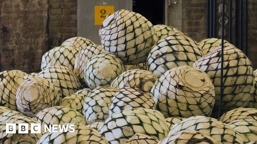 Workers harvesting large spiky agave plant hearts on India's Deccan Plateau farmland
