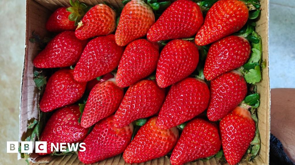 India Builds Year-Round Strawberry Farms With New Tech