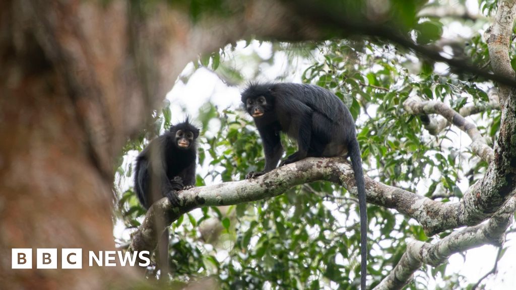 Black colobus monkey with striking pinkish-orange lips perched in dense tropical forest canopy