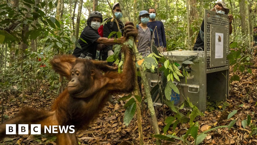 8 Orangutans Return Home After Borneo Wildfire Rescue