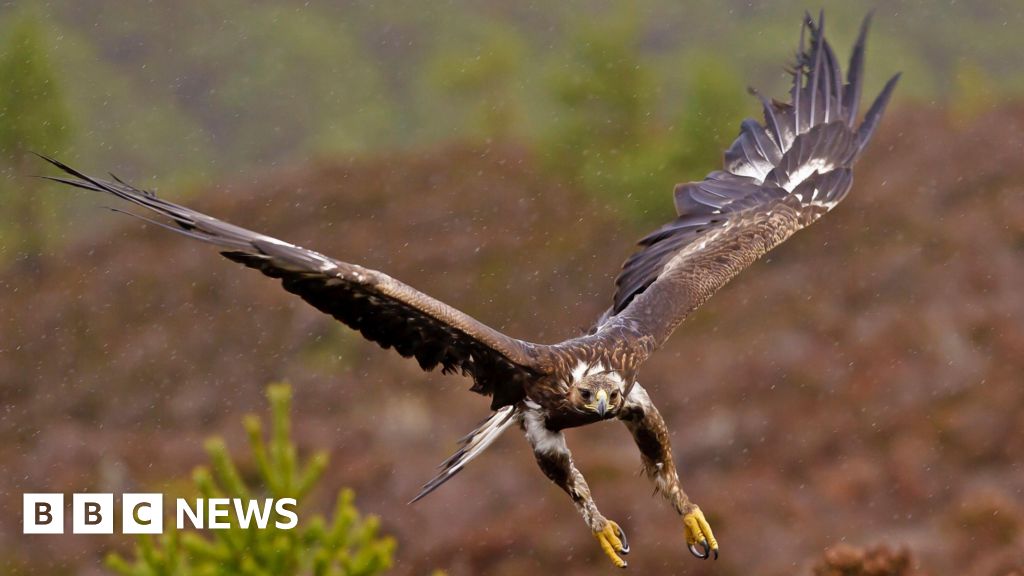 Golden Eagles Return to England After 200 Years