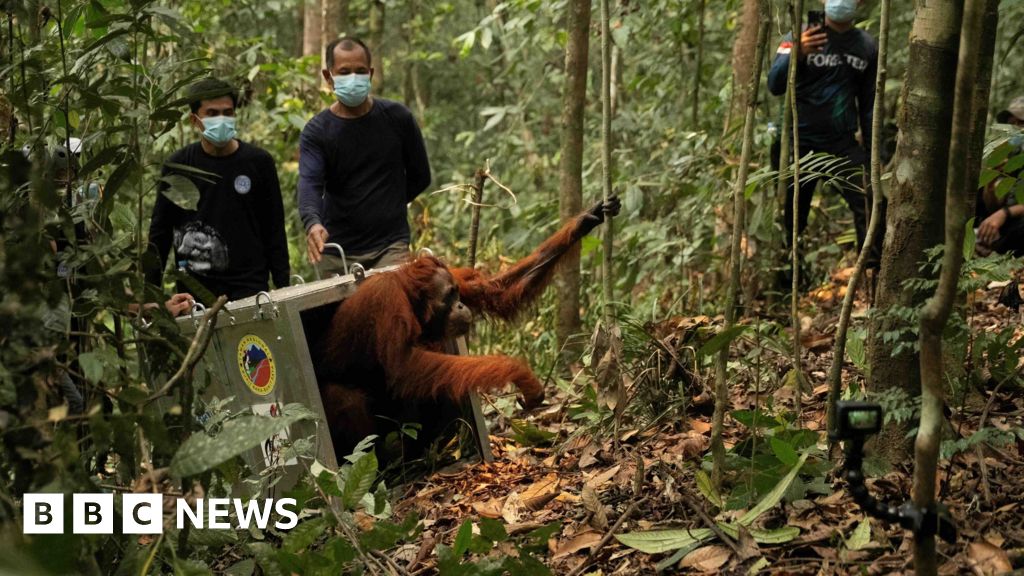 ** Endangered orangutan climbing through green rainforest canopy after successful release in Borneo