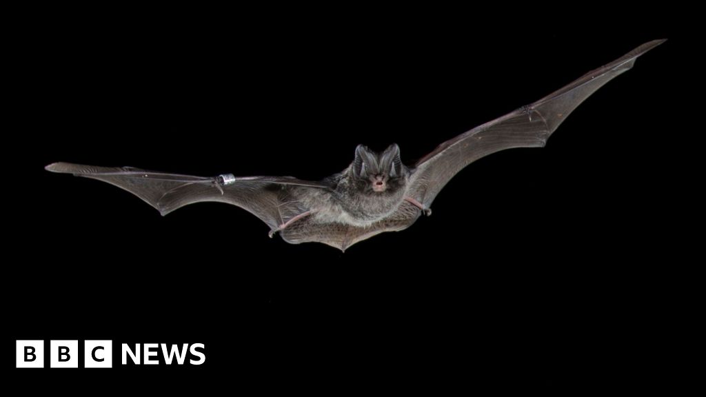 AI Decodes 98 Million Bat Calls in Britain