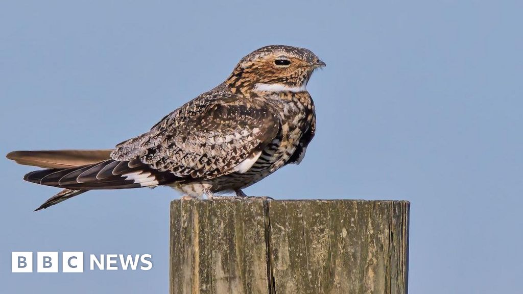 Nightjars Double in South Downs After Conservation Win