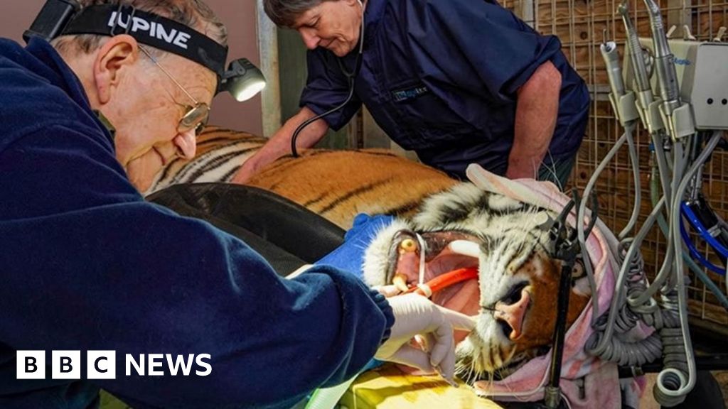 Rescued Tiger Gets Root Canal, Saves 7cm Teeth in UK