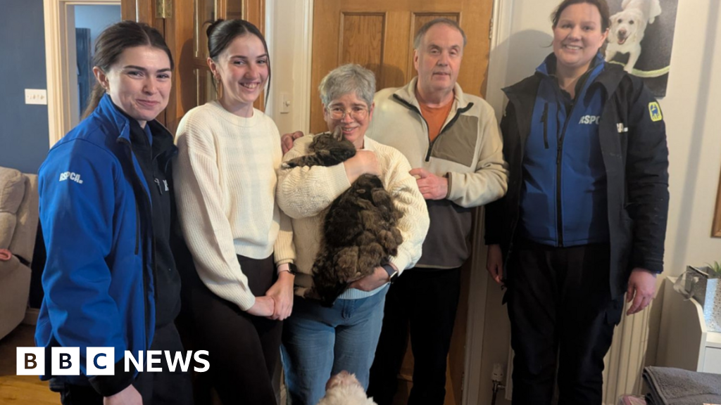 Orange tabby cat Alfie being held after rescue, reunited with owner Mandy Davis