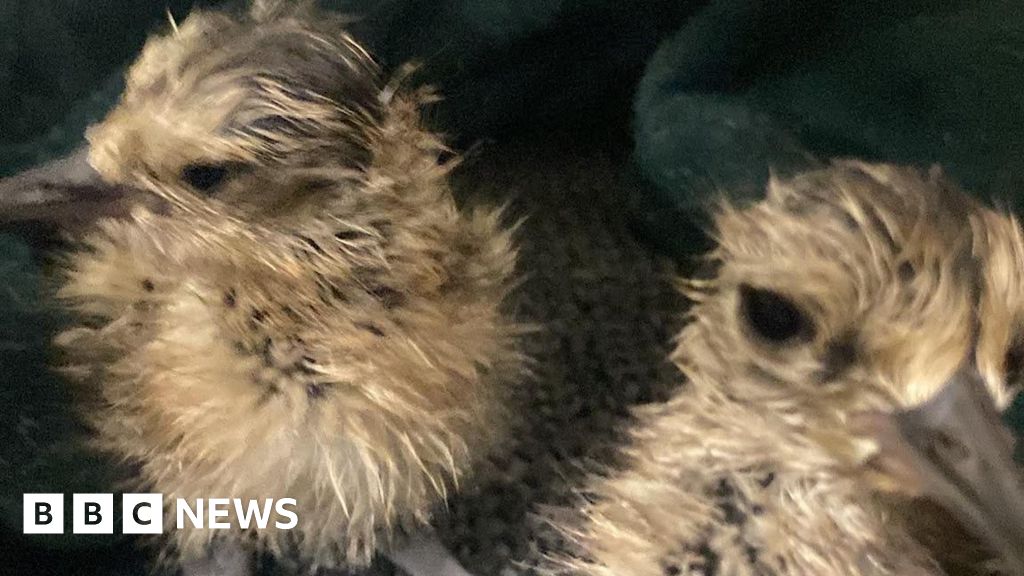 Newly hatched curlew chick captured on infrared camera, showing fuzzy downy feathers