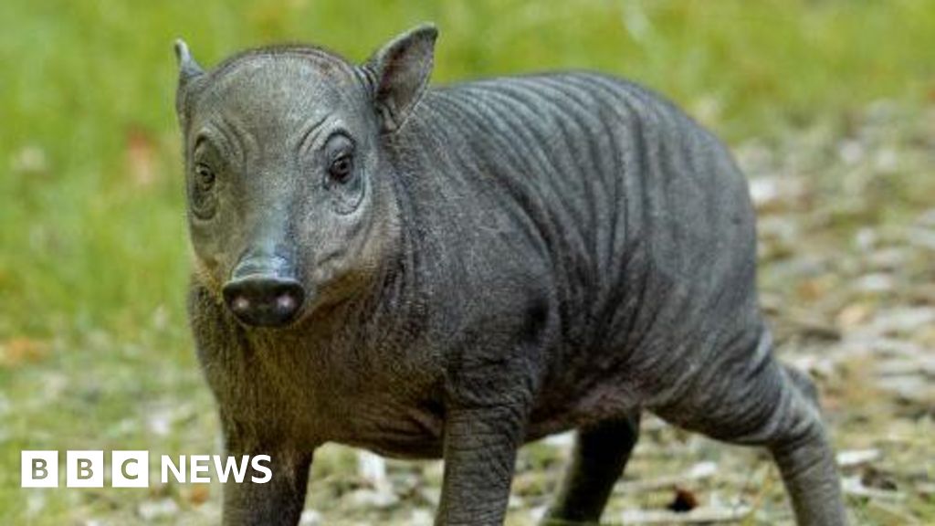 Tiny Endangered Babirusa Brings Hope to Rare Species