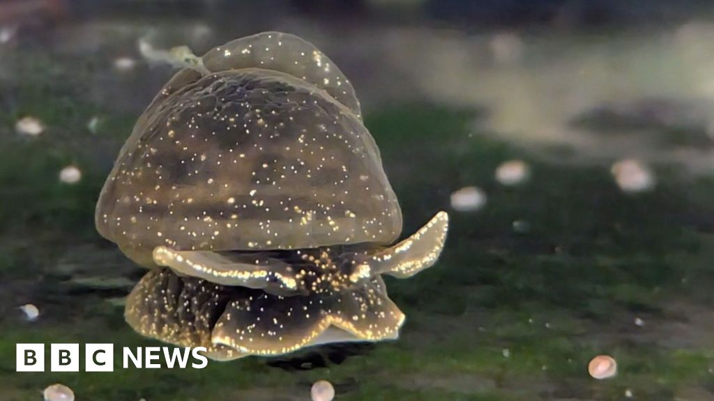 Family Saves UK's Rarest Snail From Extinction in Garden