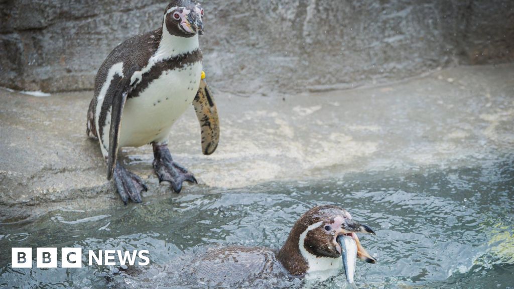 Cornwall Penguins Switch to Local Sardines Caught 10 Miles Away