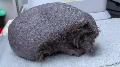 Bald Hedgehog Named Olly Becomes Wildlife Charity Star - Image 2