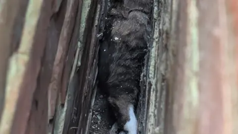 Cat Missing 4 Years Found Two Streets from Home - Image 3