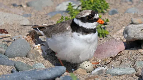 Isle of Man Creates Nature Reserve for 120 Bird Species - Image 2