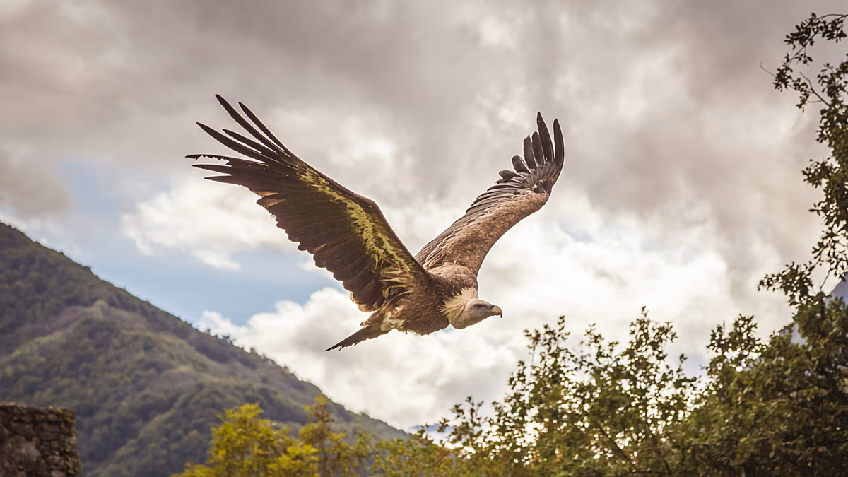 Sardinia Brings 500+ Griffon Vultures Back From 60
