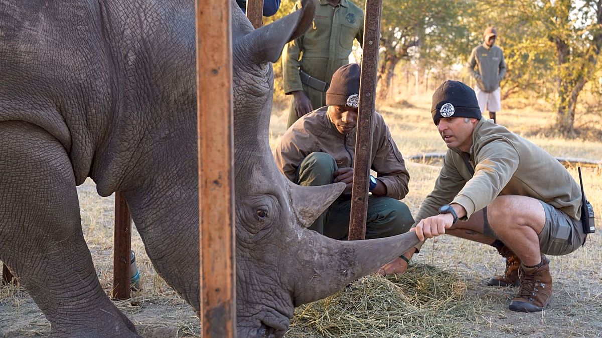 Conservation team administering eye medication to endangered white rhino in Zimbabwe enclosure