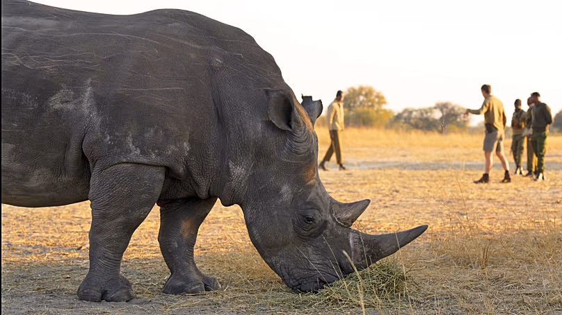 Florida Zoo Team Saves Wild Rhino's Vision in Zimbabwe - Image 2