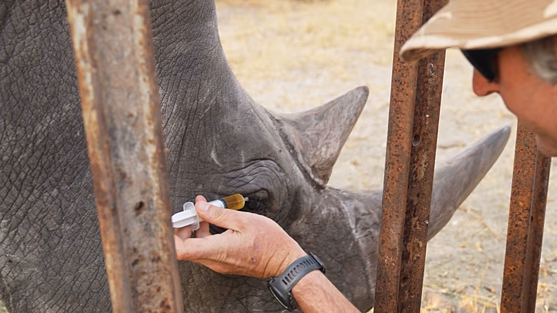 Florida Zoo Team Saves Wild Rhino's Vision in Zimbabwe - Image 3