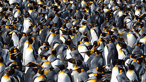 Penguins Choose White Plastic—Science May Have a Solution - Image 3