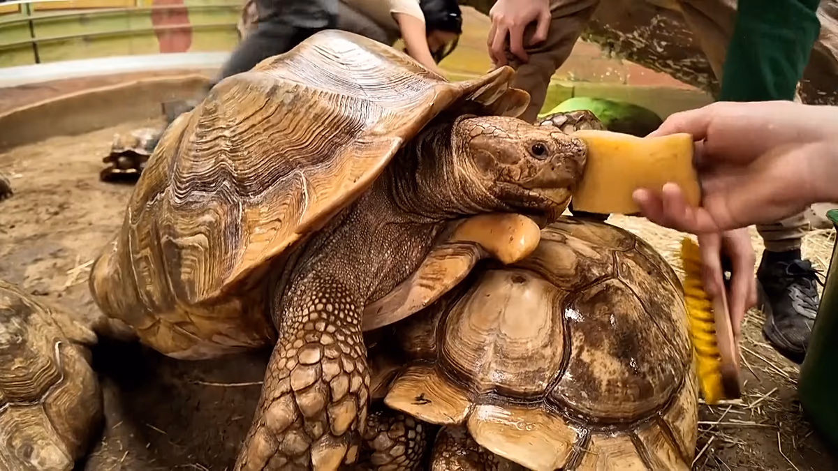 Hungarian Zoo Pampers Endangered African Tortoises