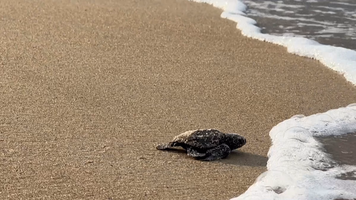 Gabon Rangers Shield Rare Sea Turtles at Peak Season
