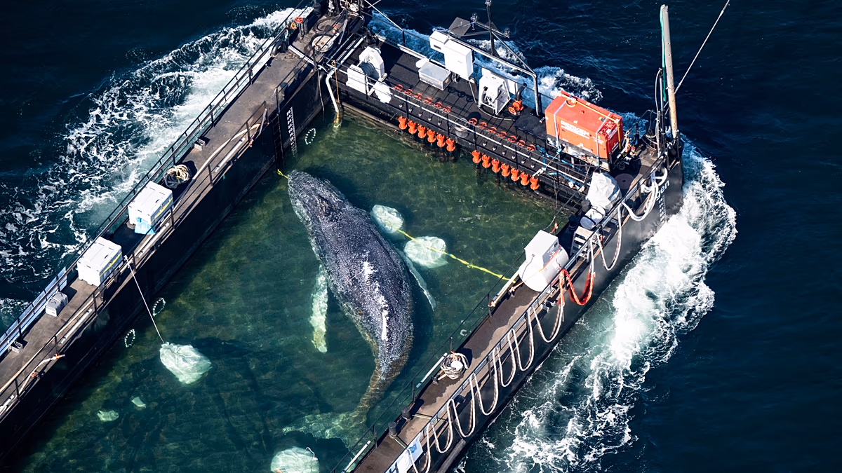 Stranded Whale Timmy Starts 400km Journey to Freedom