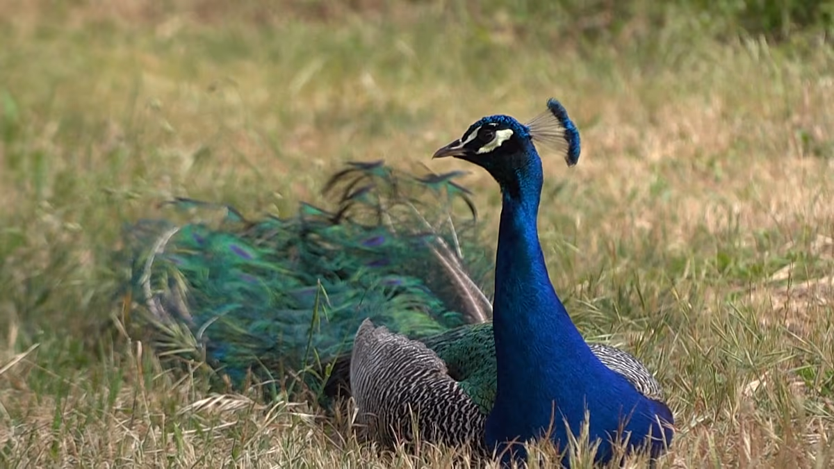 Over 100 Peacocks Make Italian Beach Town Their Home