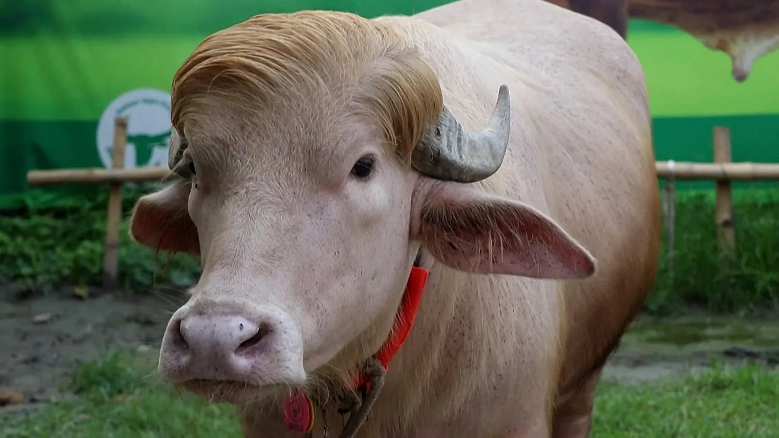 Rare Albino Buffalo Draws Crowds in Bangladesh - Image 2